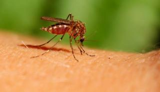 Iός του Δυτικού Νείλου: Πώς να προφυλαχθείτε από τα κουνούπια
