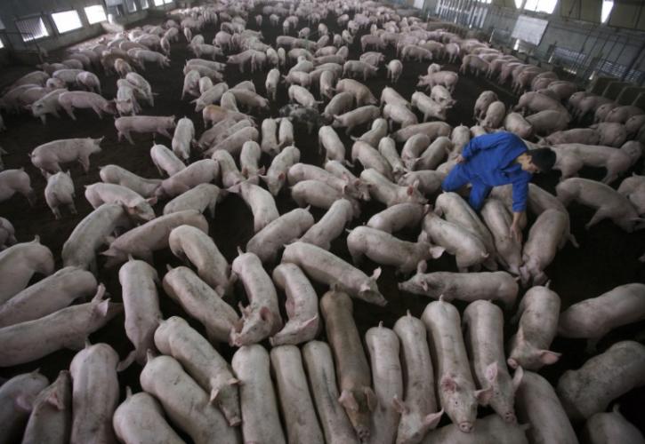 450 εκατ. γουρούνια δεν αρκούν για να ταΐσουν τους Κινέζους