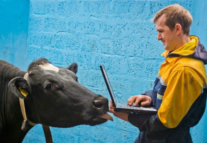 Οι αγελάδες που στέλνουν sms όταν... έχουν κάψες