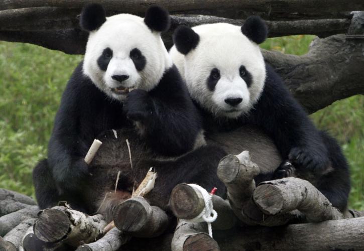 Το ζευγάρωμα των panda «ανέβασε» το χρηματιστήριο του Τόκιο