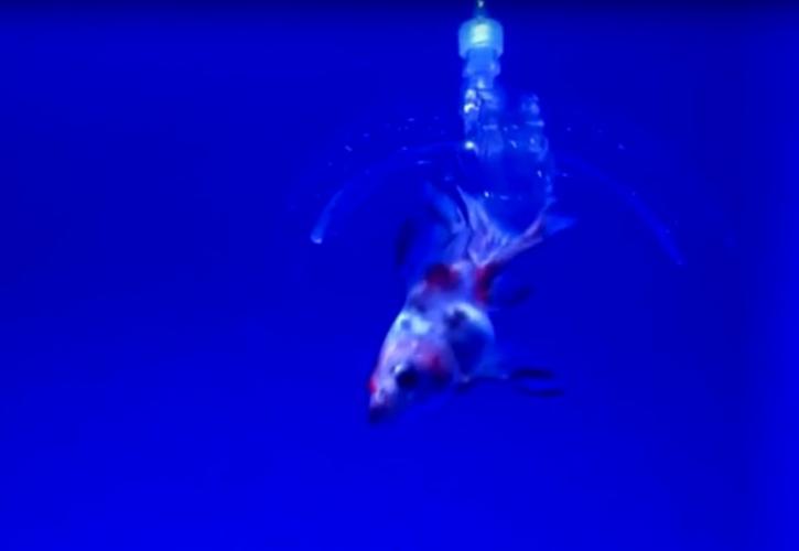 Θαλάσσιο διαφανές ζελέ ρομπότ πιάνει ζωντανά ψάρια