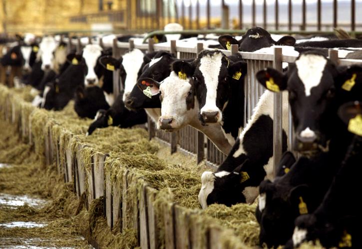 Σε απόγνωση οι κτηνοτρόφοι από την κρίση στο γάλα
