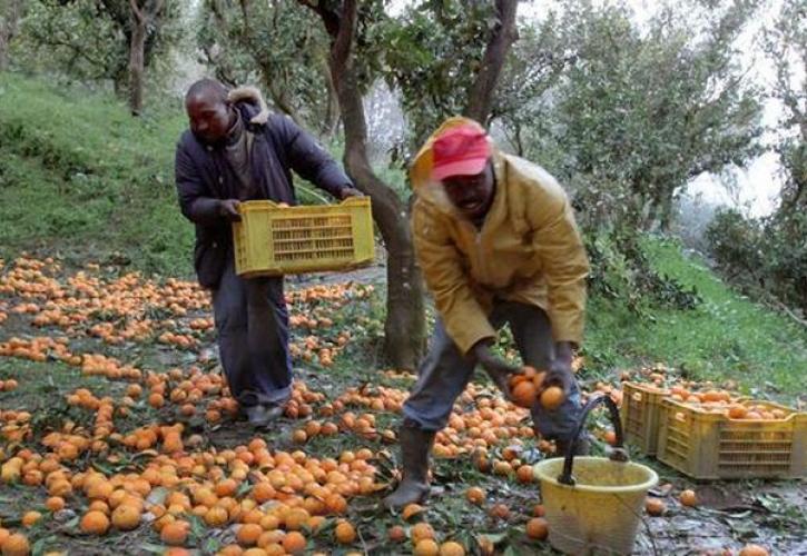 Ιταλία: Τα πορτοκάλια της μαφίας