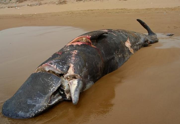 «Σκοτώνουν» το 60% των φαλαινών οι ελληνικές θάλασσες