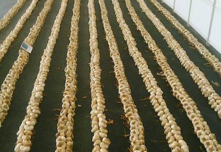 Ρεκόρ Γκίνες για τα σκόρδα της Νέας Βύσσας (pics)
