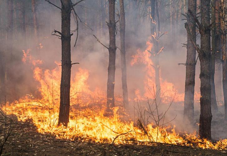 Μια Κύπρος δάση χάθηκαν πέρυσι λόγω πυρκαγιών στην ΕΕ
