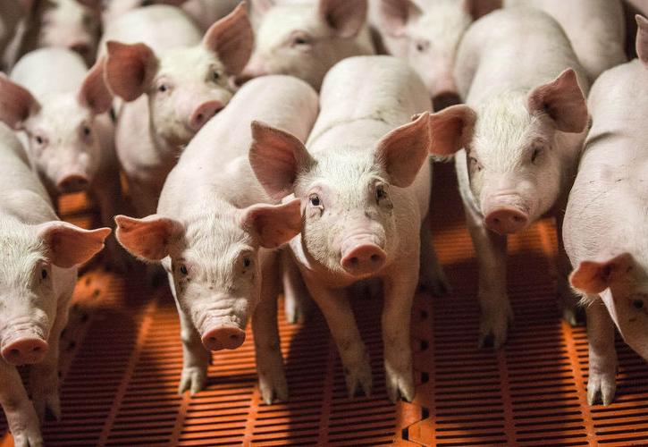 Η Ισπανία έχει πλέον περισσότερα γουρούνια από κατοίκους