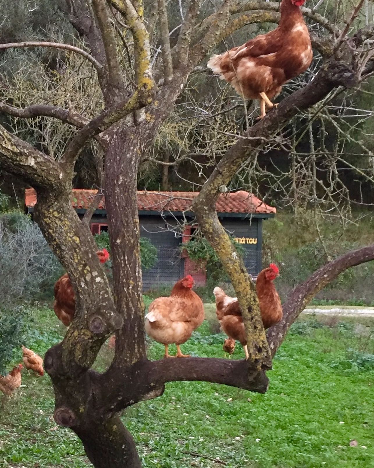 Μία από αυτές δεν θα ζει έως την Παρασκευή