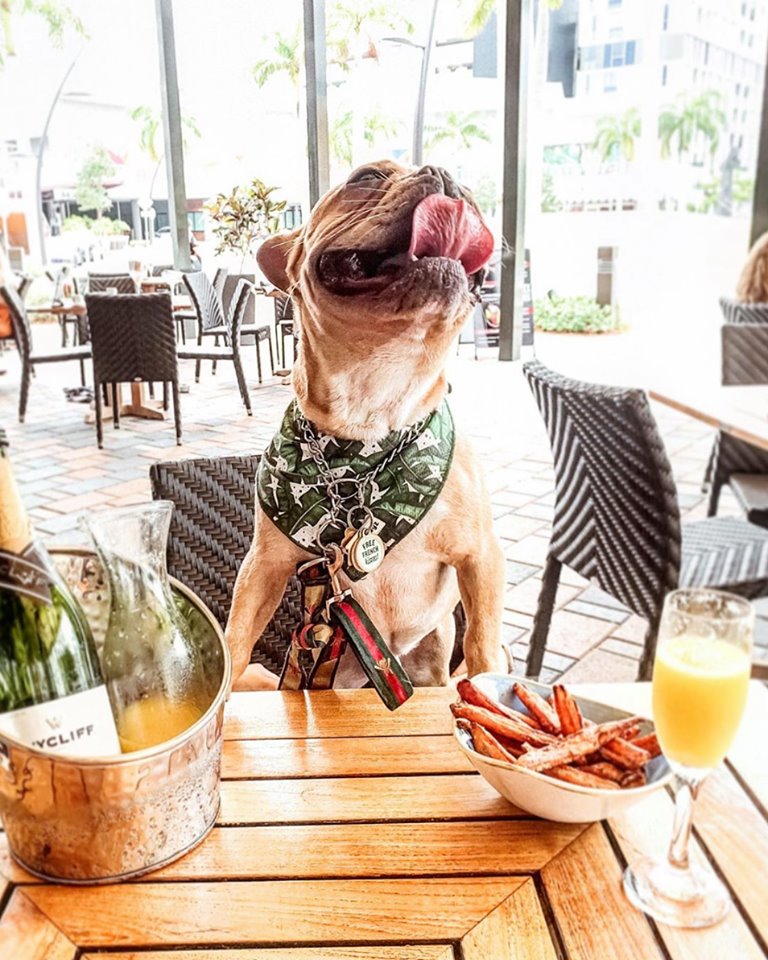 brdog