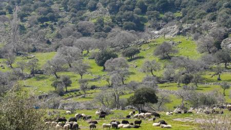 Λέσβος: Καθολικό lockdown στα κτηνοτροφικά προϊόντα μετά το κρούσμα αφθώδους πυρετού