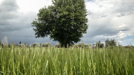 Όταν ακόμη και η Συρία έγινε αυτάρκης, ποιο το μέλλον της ελληνικής σιτοκαλλιέργειας;