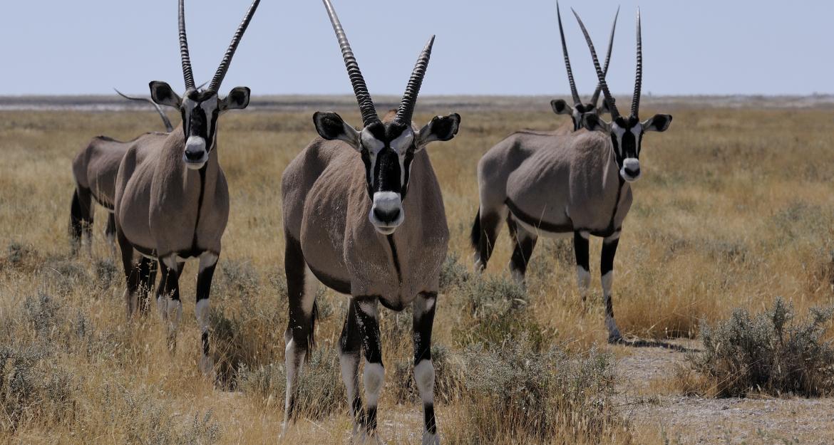 Γεωτρύπανα εισβάλουν σε πάρκο με προστατευόμενα είδη