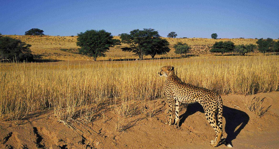 Γεωτρύπανα εισβάλουν σε πάρκο με προστατευόμενα είδη