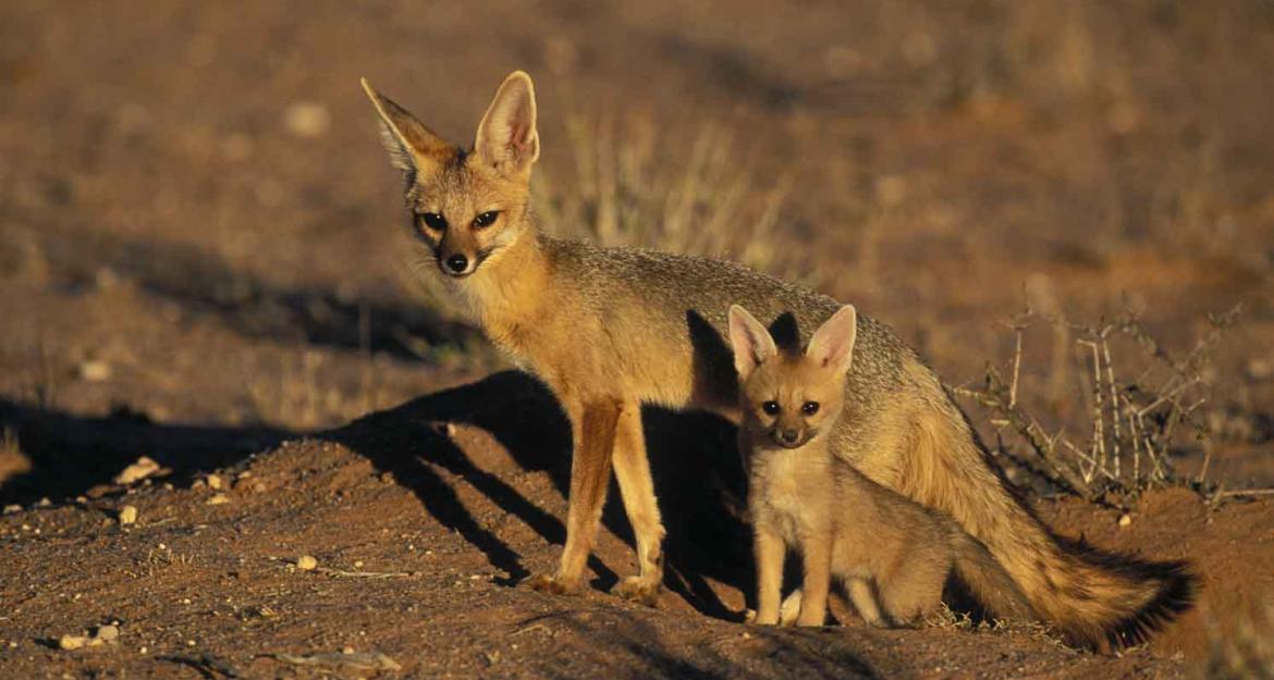 Γεωτρύπανα εισβάλουν σε πάρκο με προστατευόμενα είδη
