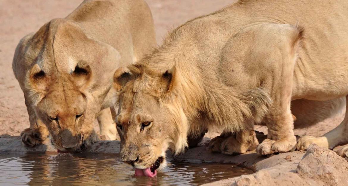 Γεωτρύπανα εισβάλουν σε πάρκο με προστατευόμενα είδη