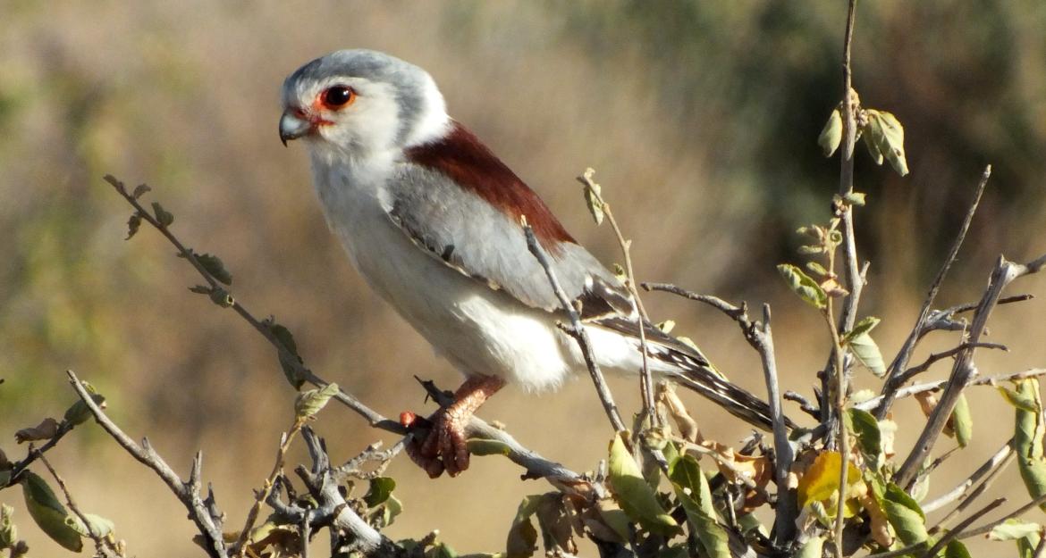 Γεωτρύπανα εισβάλουν σε πάρκο με προστατευόμενα είδη
