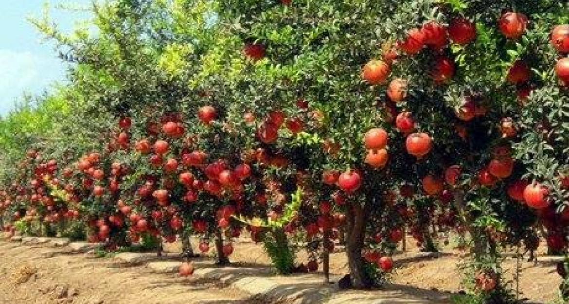 Υιοθετήστε μια ροδιά και γίνετε καλλιεργητής από τον καναπέ σας (vid)