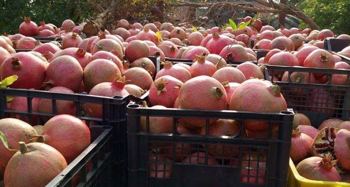 Υιοθετήστε μια ροδιά και γίνετε καλλιεργητής από τον καναπέ σας (vid)