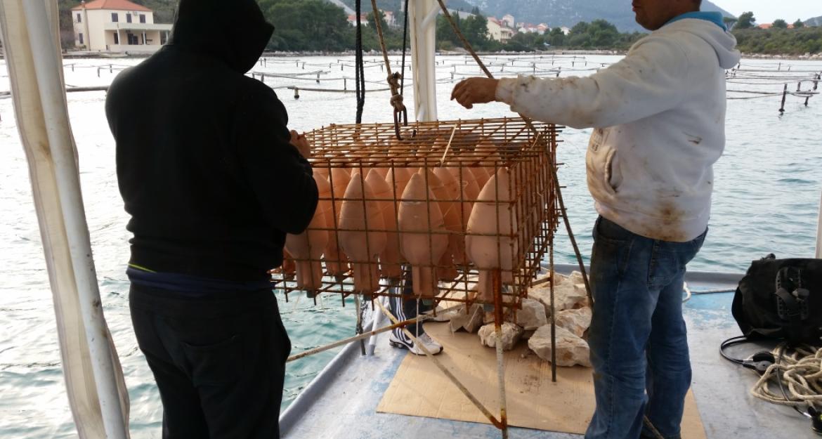 Κρασί από .... το βυθό βγάζει η Κροατία (pics)