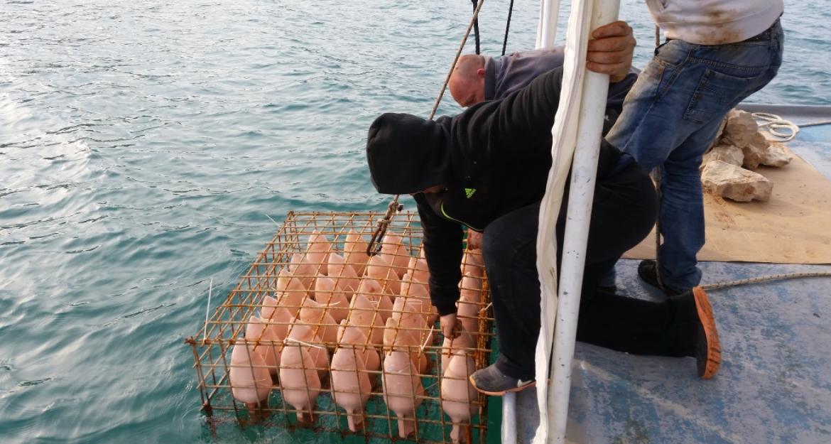 Κρασί από .... το βυθό βγάζει η Κροατία (pics)