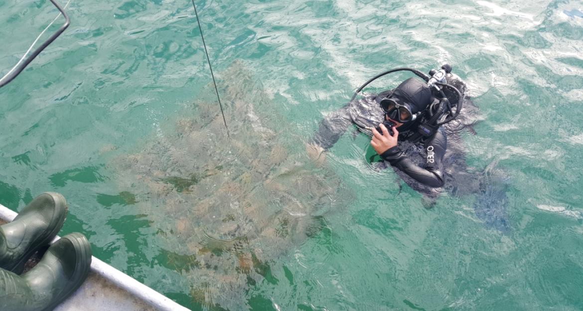 Κρασί από .... το βυθό βγάζει η Κροατία (pics)