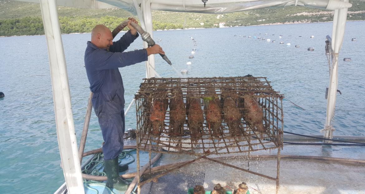 Κρασί από .... το βυθό βγάζει η Κροατία (pics)