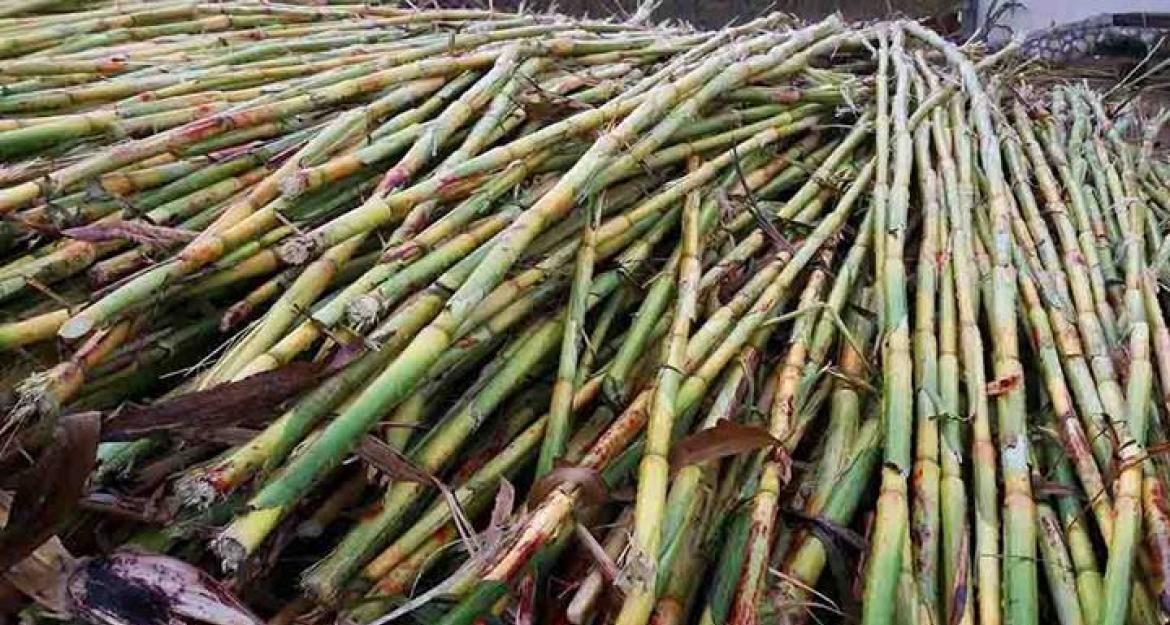 Το πρώτο λευκό ρούμι της Ευρώπης θα είναι ελληνικό (pics)