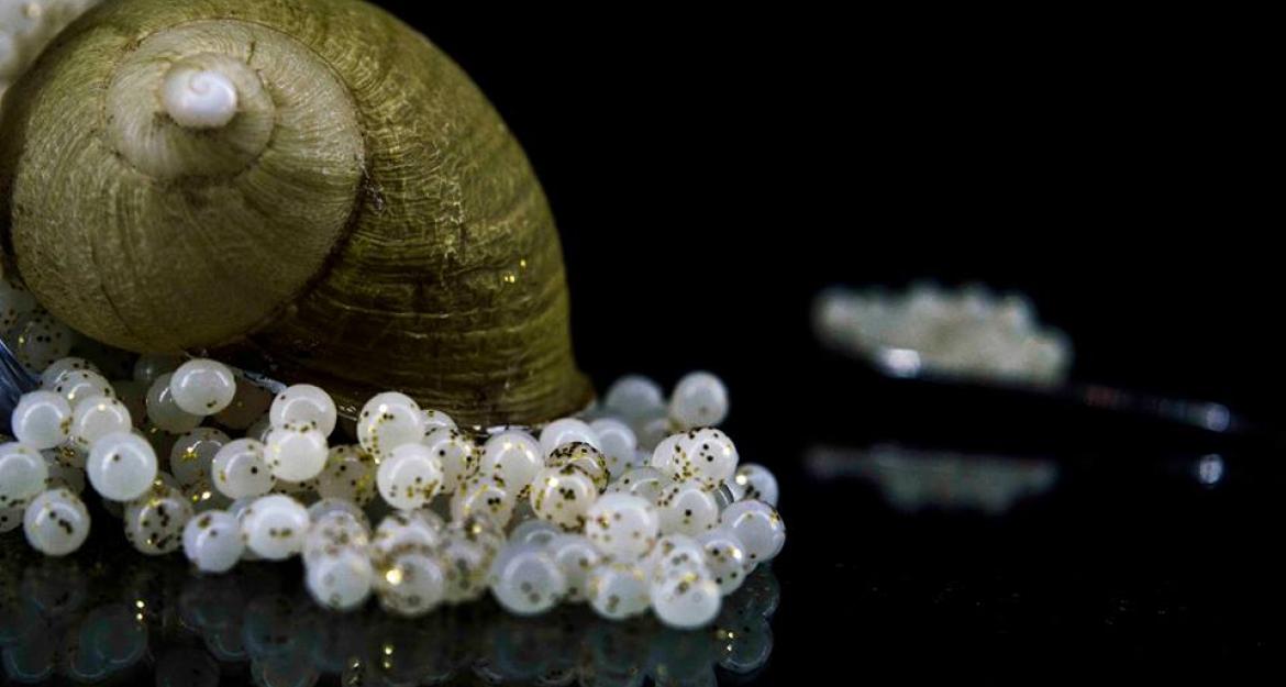 Λευκά σαλιγκάρια λανσάρει στην αγορά η Mediterranean Escargots (pics)