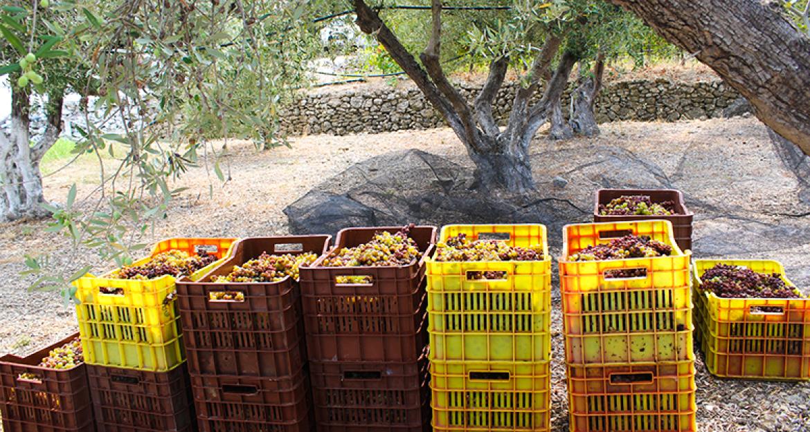 Το ιδιωτικό οινοποιείο Βακάκη στη Σάμο αλλάζει τον οινοτουρισμό (pics)