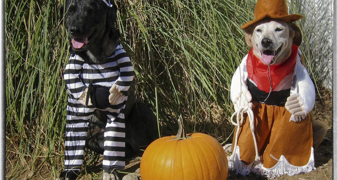 Οι Αμερικανοί ξοδεύουν 490 εκατ. δολάρια μόνο... για τα κατοικίδια τους το Halloween