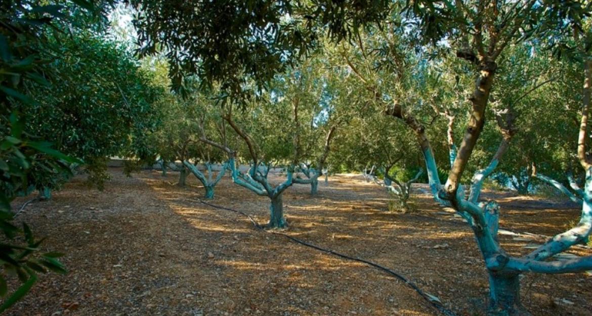 Η εντυπωσιακή βίλα στην Αττική που κοστίζει 4,9 εκατ. ευρώ (pics)