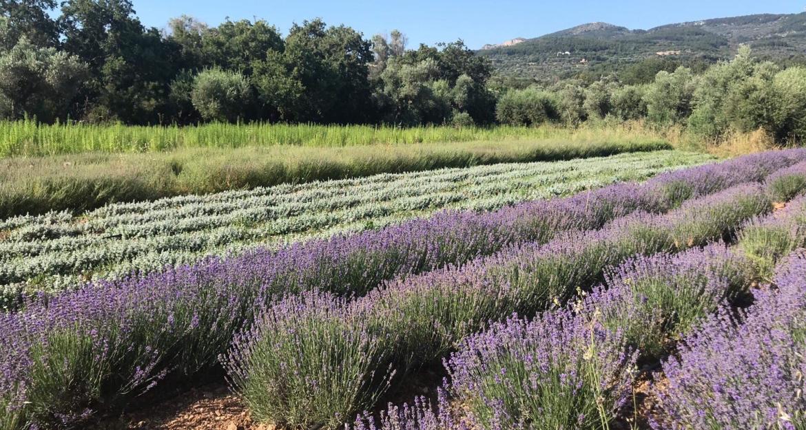 Τα χιώτικα αρωματικά φυτά και βότανα ταξιδεύουν σε όλο τον κόσμο
