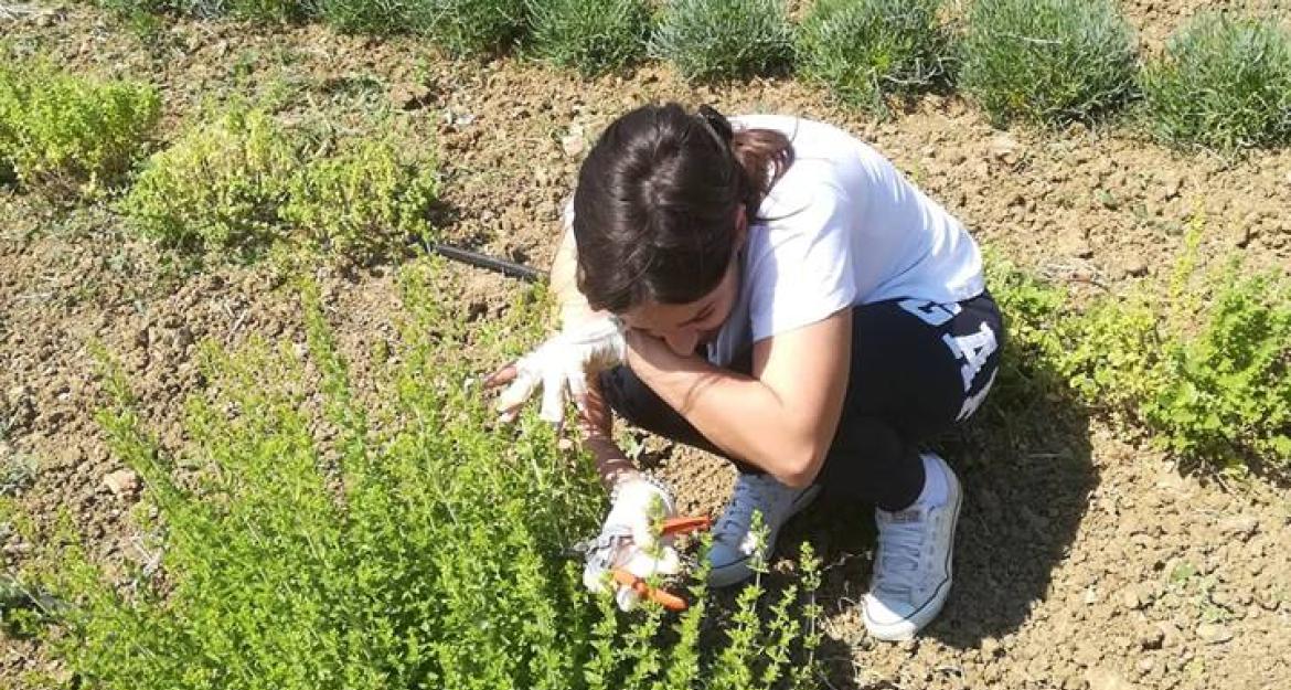 Τα χιώτικα αρωματικά φυτά και βότανα ταξιδεύουν σε όλο τον κόσμο
