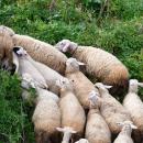 ΕΛΣΤΑΤ: Αύξηση 0,9% στις τιμές εκροών γεωργίας - κτηνοτροφίας τον Δεκέμβριο