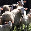 Ανάχωμα ΥΠΑΑΤ - ΕΛΑΣ στην εξάπλωση της ευλογιάς των αιγοπροβάτων - Μπαράζ ελέγχων και συλλήψεων