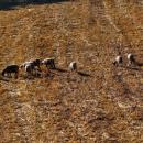 Μυτιλήνη: Συνολικά μέχρι σήμερα έχουν επιβεβαιωθεί 13 κρούσματα αφθώδους πυρετού