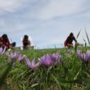 Kοζάνη: Χαμηλές και φέτος οι προσδοκίες για την φετινή παραγωγή κρόκου