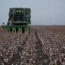 Στο επίκεντρο η επόμενη μέρα του ελληνικού βαμβακιού