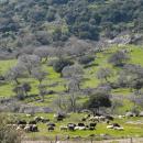 Λέσβος: Δεύτερο κρούσμα αφθώδους πυρετού - Κινητοποιήσεις κτηνοτρόφων