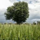 Όταν ακόμη και η Συρία έγινε αυτάρκης, ποιο το μέλλον της ελληνικής σιτοκαλλιέργειας;