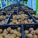 Ανοίγει η αγορά του Βιετνάμ για το ελληνικό ακτινίδιο