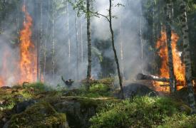 Πρόληψη πυρκαγιών: Ξεμπλέκοντας το «κουβάρι» της διάχυσης ευθυνών