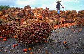 Η Ινδονησία «ανοίγει» ξανά τις εξαγωγές φοινικέλαιου για να βοηθήσει την παγκόσμια αγορά