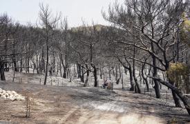 ΥΠΕΝ: Αναστέλλονται οι οικονομικές δραστηριότητες στην καμένη δασική περιοχή Έβρου