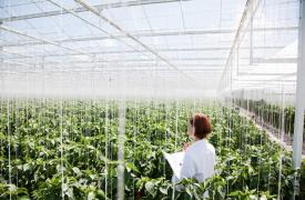 Ο αγροδιατροφικός τομέας στην Ελλάδα και οι ευκαιρίες για ανάπτυξη