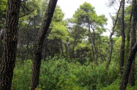 Η μεταρρύθμιση για την διαχείριση των δασών – Οι προτεραιότητες και τα κονδύλια