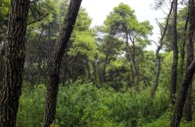 FAO: Παραμένει υπερβολικά υψηλός ο ρυθμός αποψίλωσης των δασών, αν και επιβραδύνεται