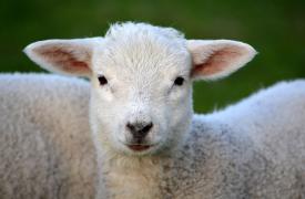 ΥΠΑΑΤ για ευλογιά και αφθώδη πυρετό: Καμία χαλάρωση στην εφαρμογή των μέτρων