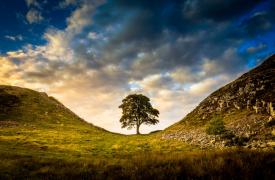 Βρετανία: Βάνδαλοι έκοψαν το εμβληματικό «δένδρο του Ρομπέν των Δασών», ηλικίας εκατοντάδων ετών