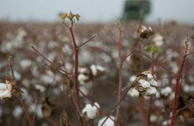 Η Ελλάδα πρωταθλήτρια στο ευρωπαϊκό βαμβάκι - Καλύπτει το 80% της παραγωγής